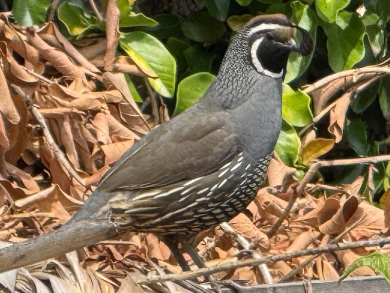 Birds Will Return To The Same Safe Spots Birds Will Return To The Same Safe Spots