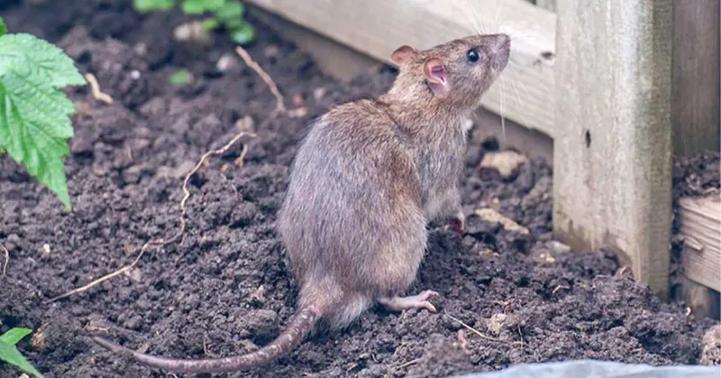 Birdseed Above The Mulch Can Bring Rodents Into The Mix
