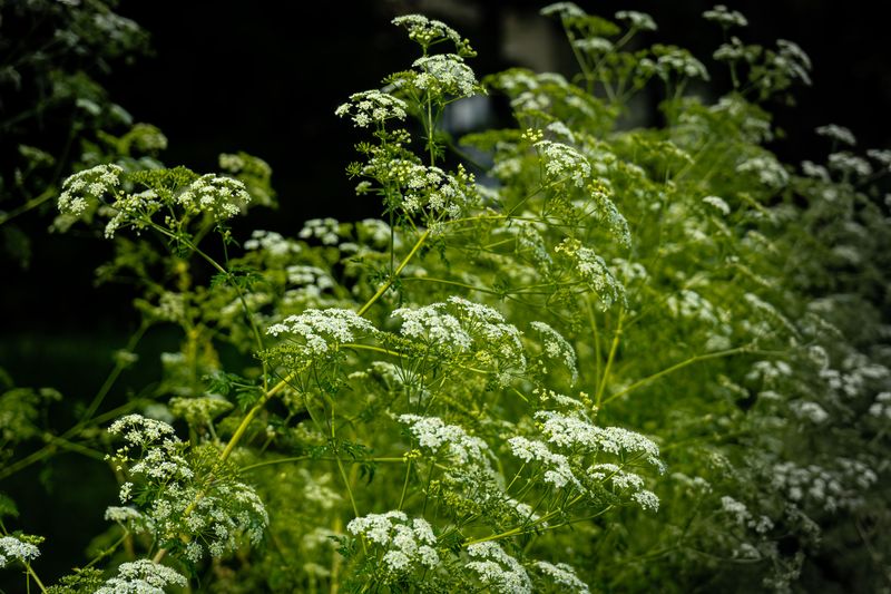 Bishop's Weed Bishop's Weed