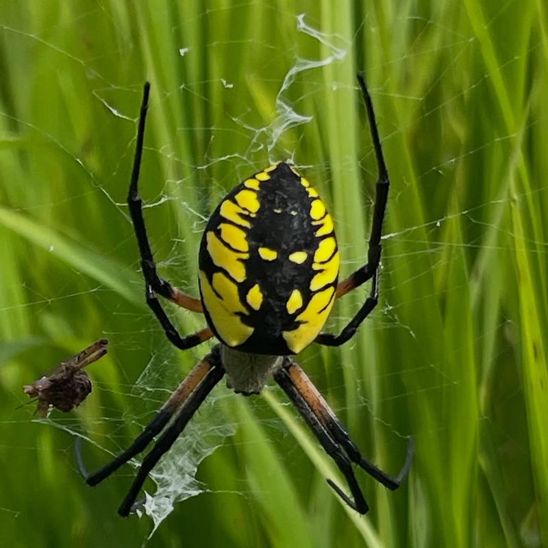 Bites Are Rare Unless The Spider Is Handled