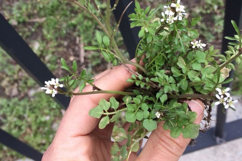 Bittercress Leaves Behind More Garden Invaders