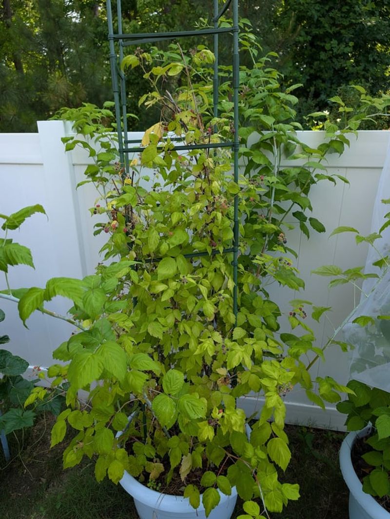 Black And Purple Raspberries Are Ready For Cleanup
