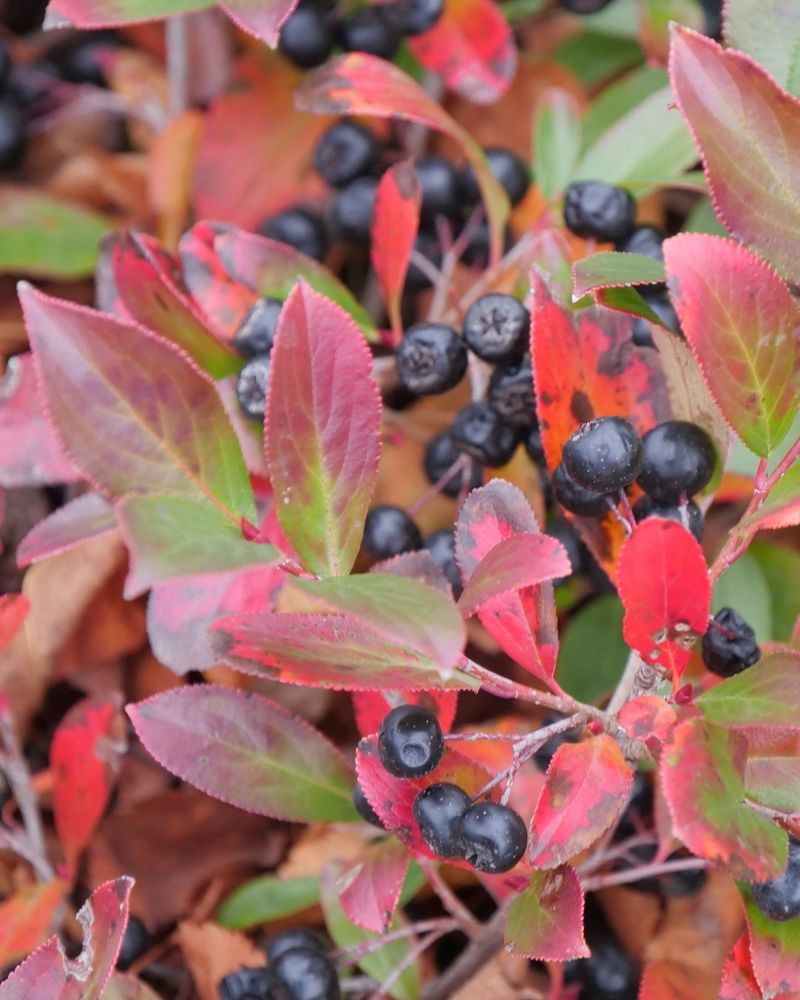 Black Chokeberry Adds Flowers And Dark Fruit Black Chokeberry Adds Flowers And Dark Fruit
