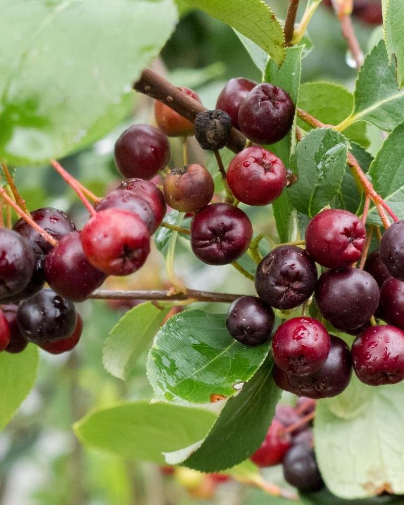 Black Chokeberry Adds Flowers And Fruit Black Chokeberry Adds Flowers And Fruit