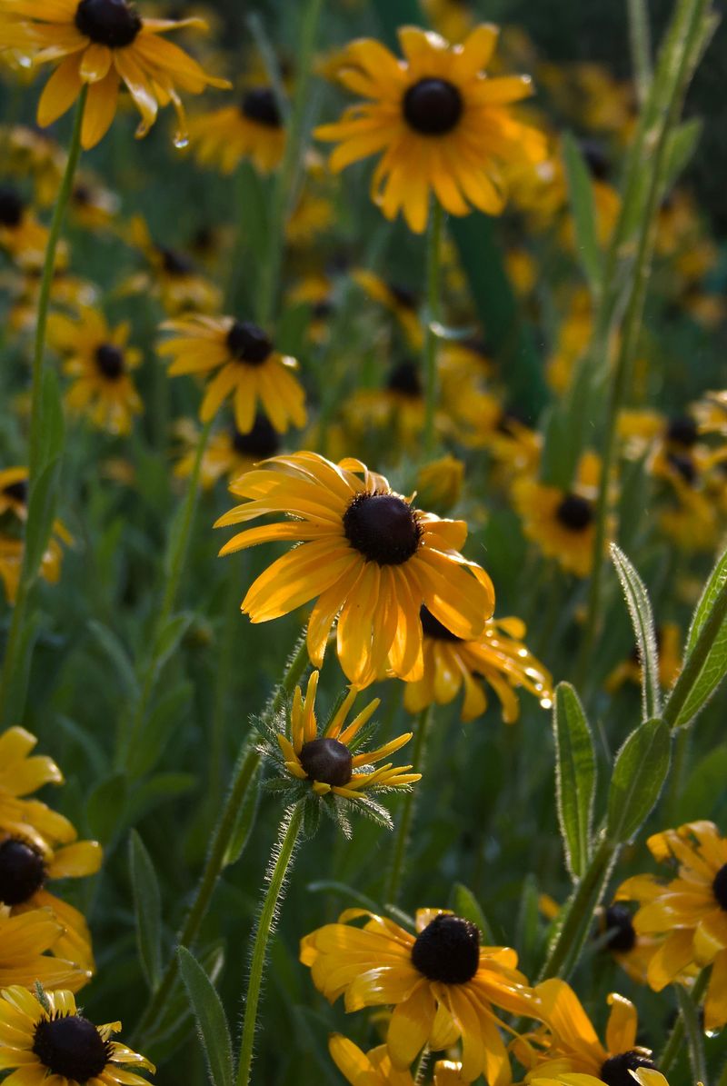 Black-Eyed Susan Black-Eyed Susan