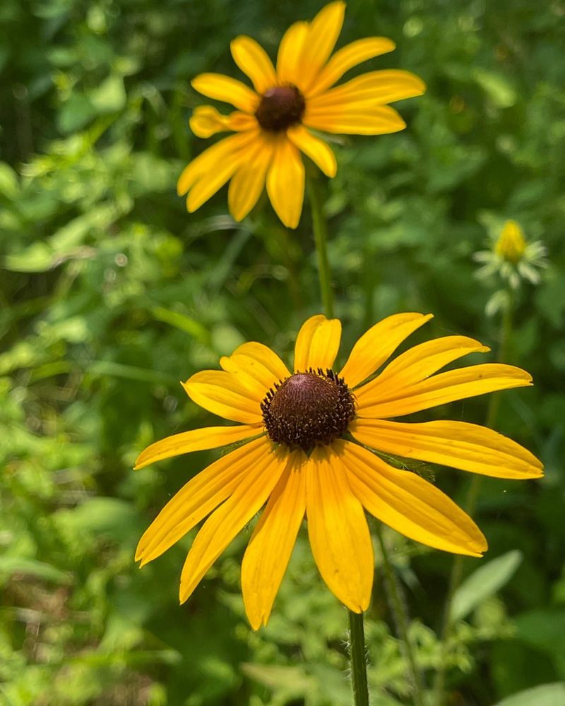 Black-Eyed Susan