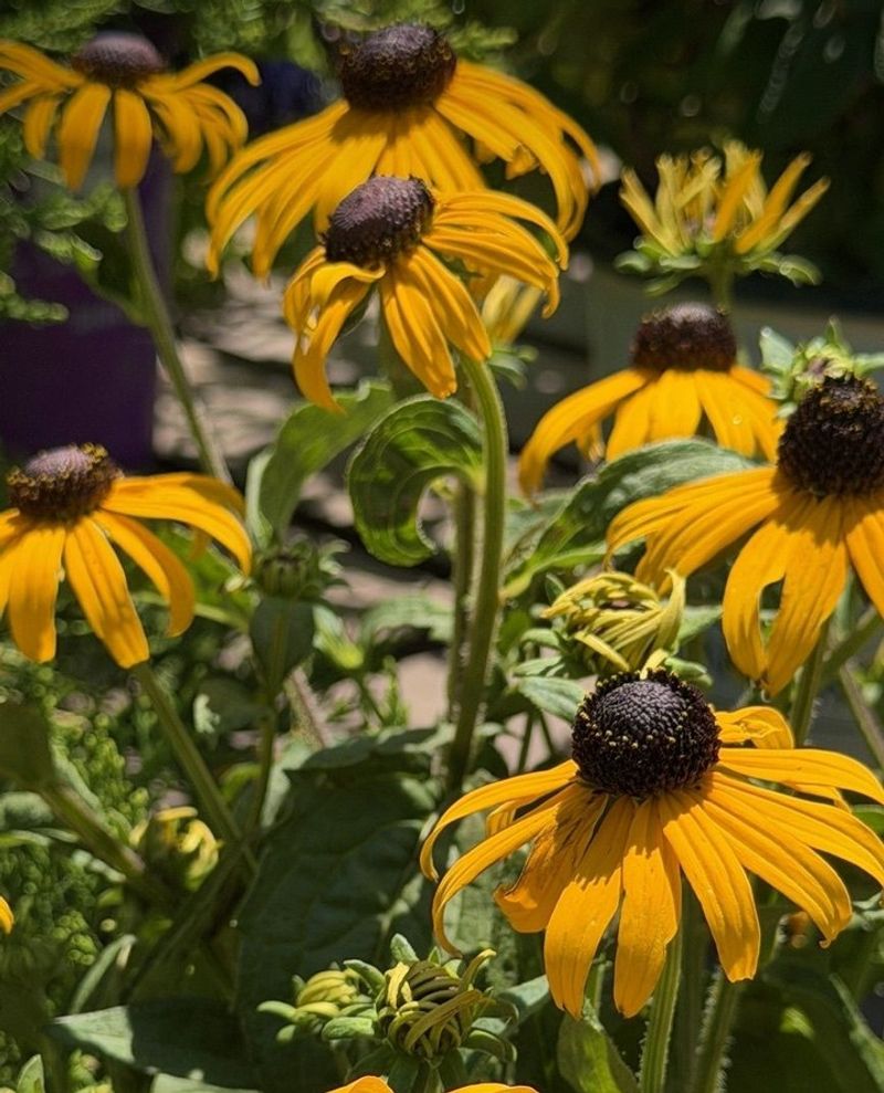 Black Eyed Susan Black Eyed Susan