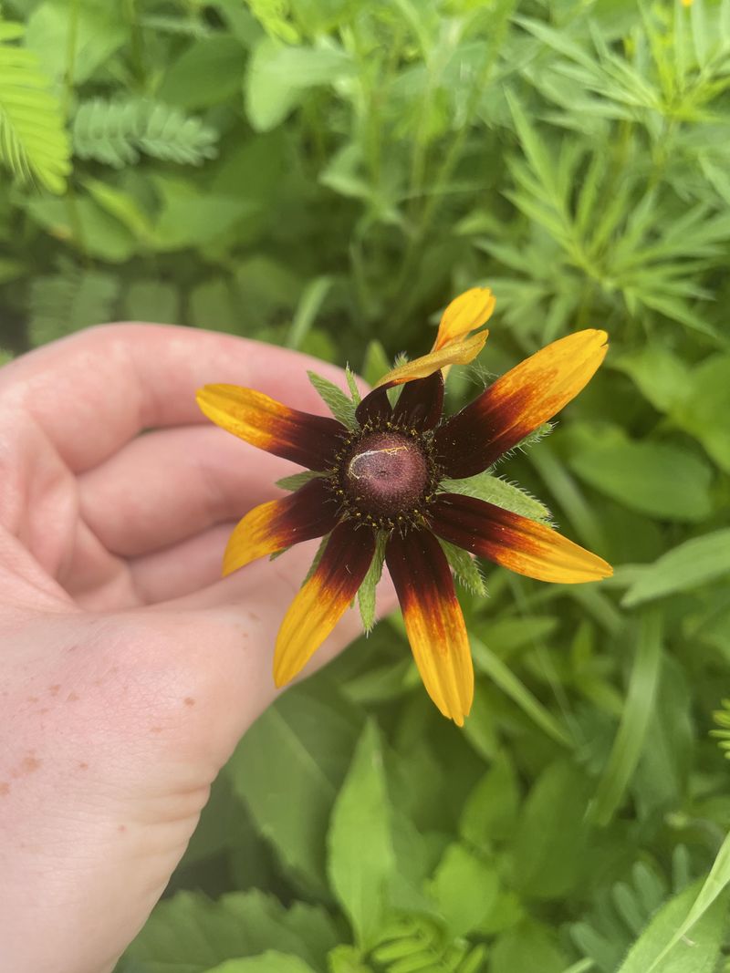 Black-Eyed Susan Black-Eyed Susan