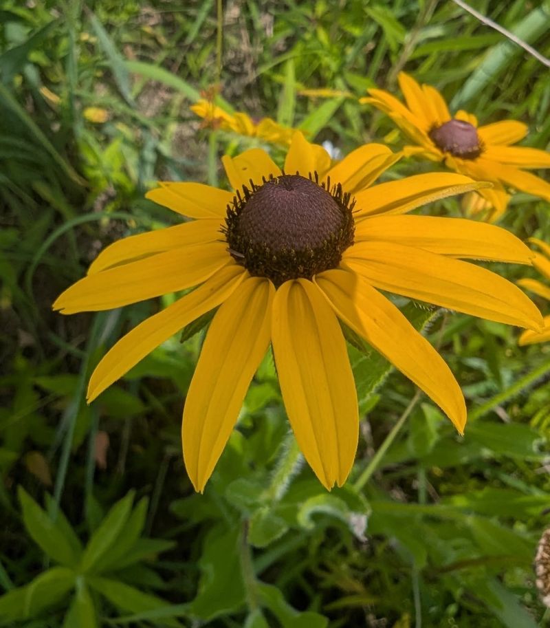 Black-Eyed Susan Black-Eyed Susan