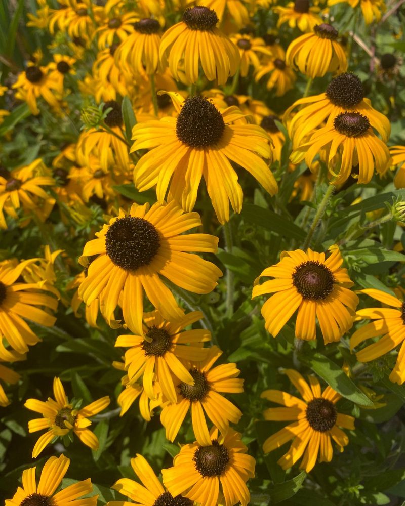 Black-Eyed Susan Black-Eyed Susan