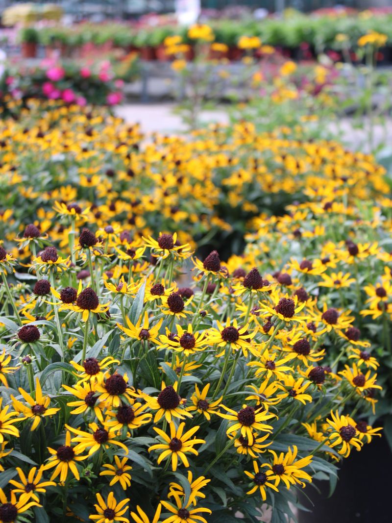 Black-Eyed Susan Black-Eyed Susan