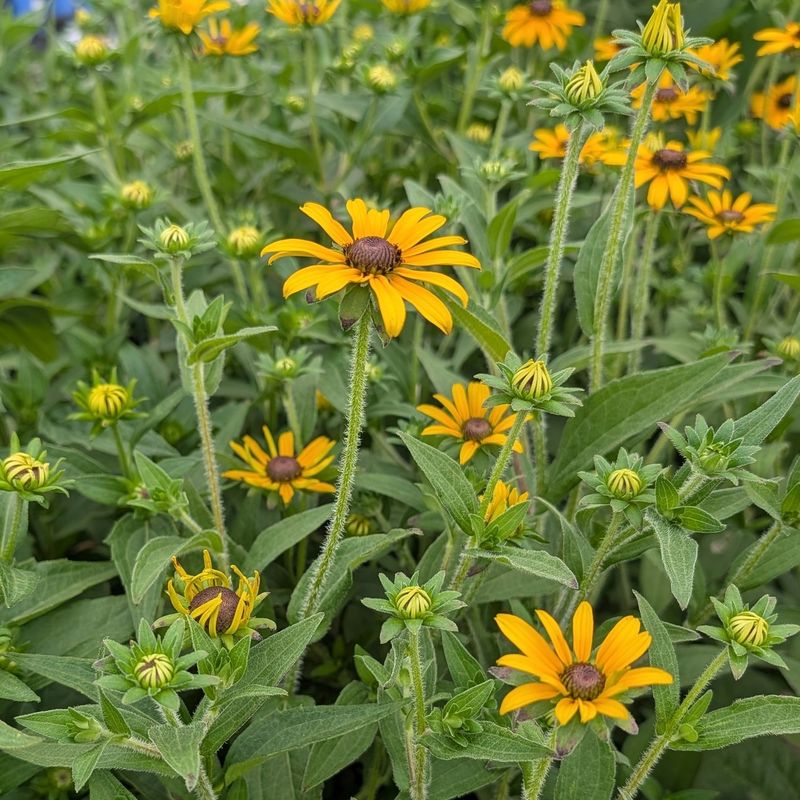 Black-Eyed Susan