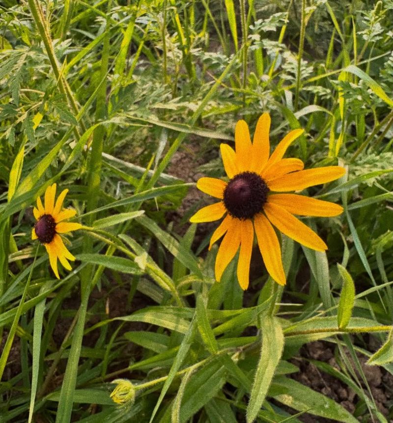 Black-Eyed Susan