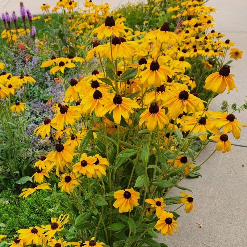 Black Eyed Susan Brings Months Of Gold