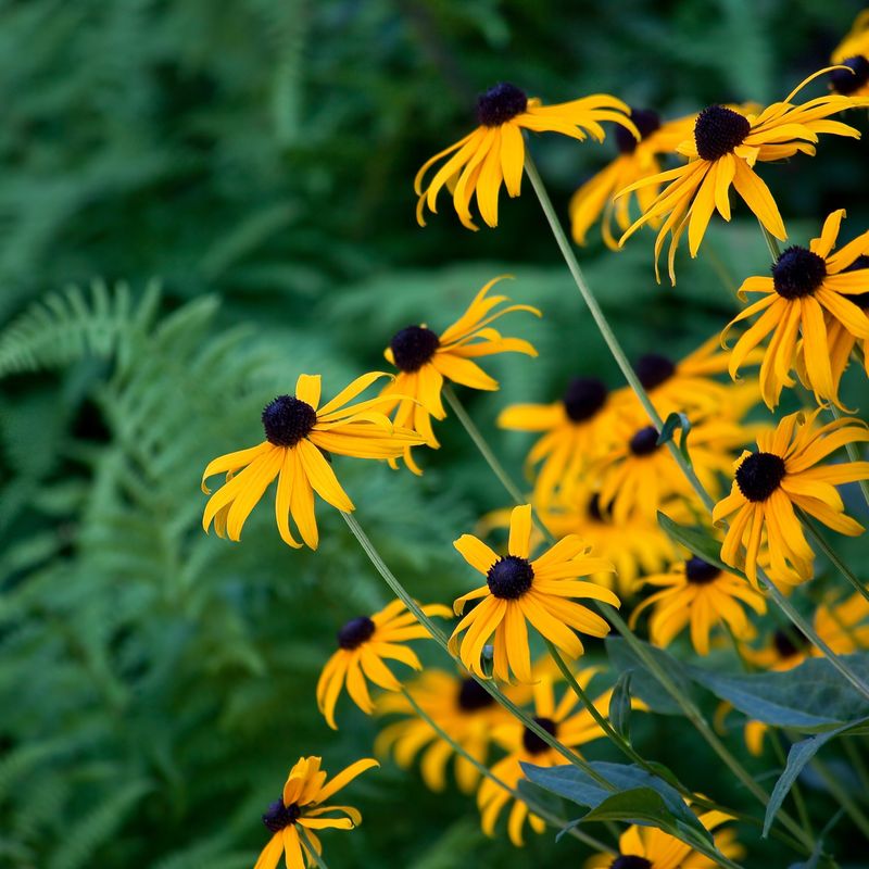 Black Eyed Susan Is A Beginner Friendly Choice Black Eyed Susan Is A Beginner Friendly Choice
