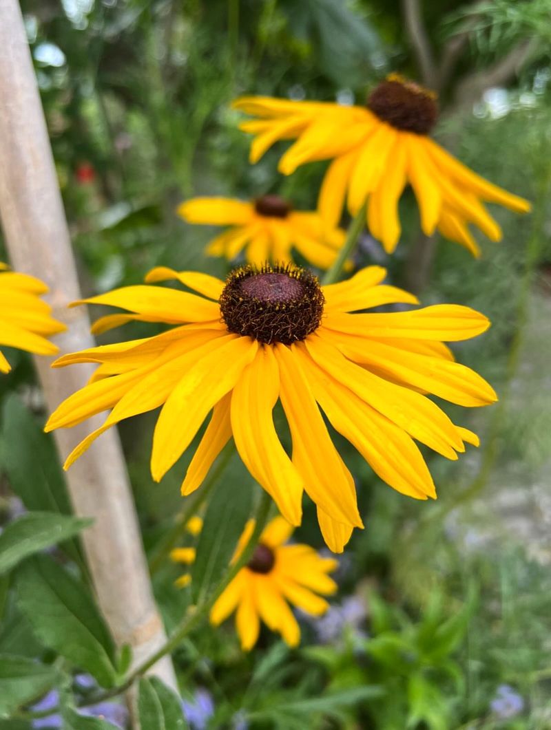 Black Eyed Susan Keeps Blooming With Very Little Care