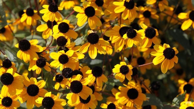 Black-Eyed Susan Keeps Color Going Through Summer Heat