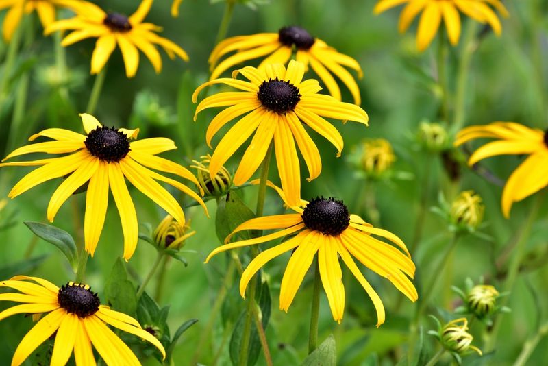 Black Eyed Susan Keeps Going Through Heat And Lean Soil Black Eyed Susan Keeps Going Through Heat And Lean Soil