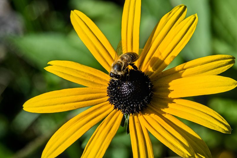 Black-Eyed Susan Offers Nectar Through Early Fall