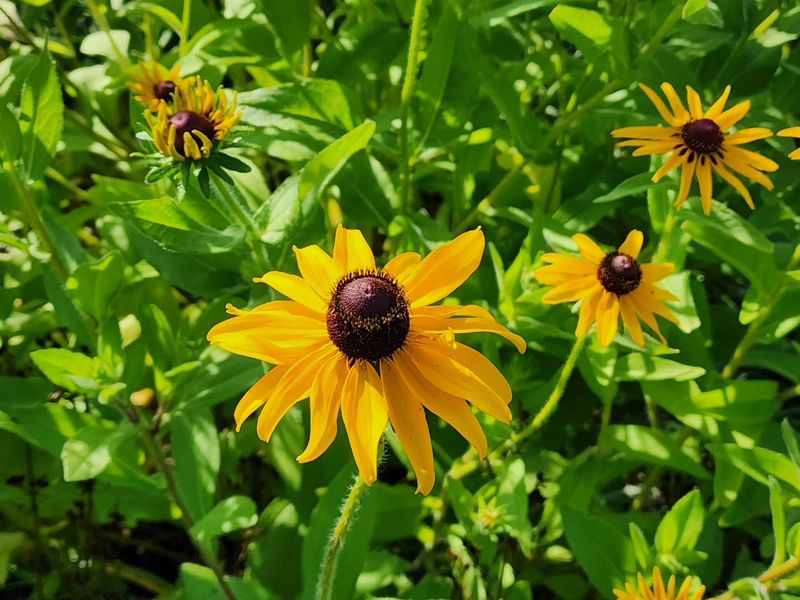 Black-Eyed Susan Settles In While The Soil Stays Warm Black-Eyed Susan Settles In While The Soil Stays Warm