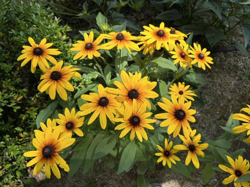 Black-Eyed Susan Shrugs Off Summer Heat