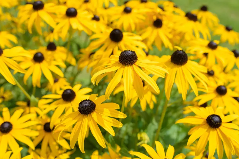 Black-Eyed Susan Shrugs Off The Worst July Afternoons