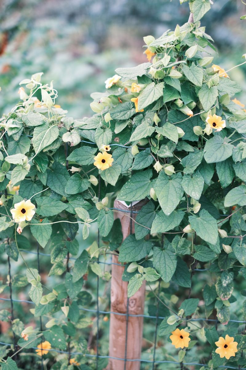 Black-Eyed Susan Vine Wrapping A Garden Fence