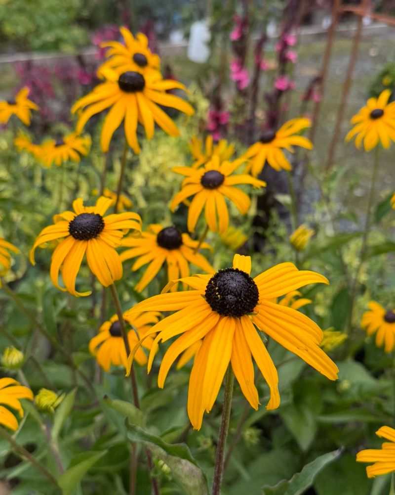 Black-Eyed Susan Withstands Fading Sunlight