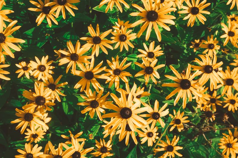 Black-Eyed Susans