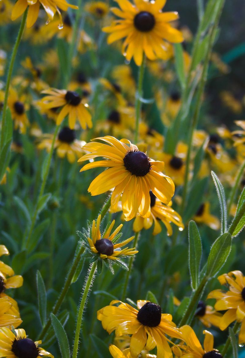 Black-Eyed Susans Black-Eyed Susans