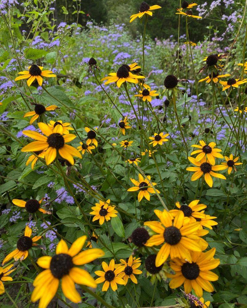 Black-Eyed Susans Bring Back A Wildflower Feel Black-Eyed Susans Bring Back A Wildflower Feel