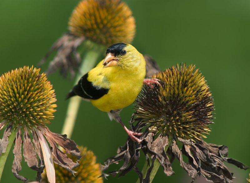 Black-Eyed Susans Hold Plenty Of Tiny Seeds
