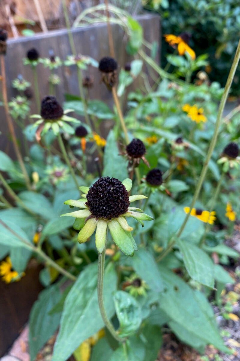 Black Eyed Susans Keep Giving After The Petals Fade