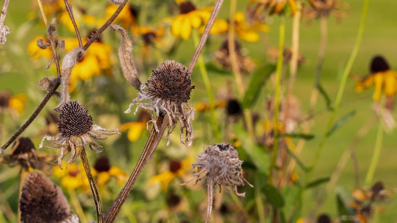 Black-Eyed Susans Ready Once Heads Turn Dry Black-Eyed Susans Ready Once Heads Turn Dry