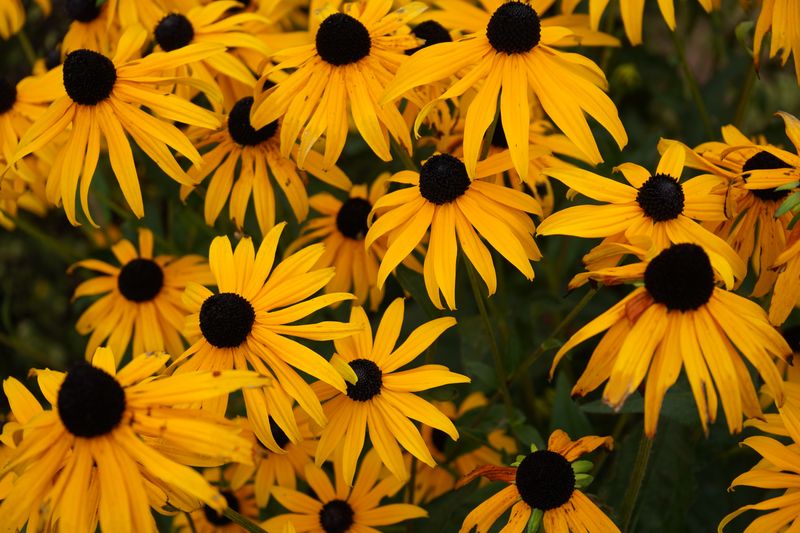 Black-Eyed Susans Self-Seed For Decades Black-Eyed Susans Self-Seed For Decades