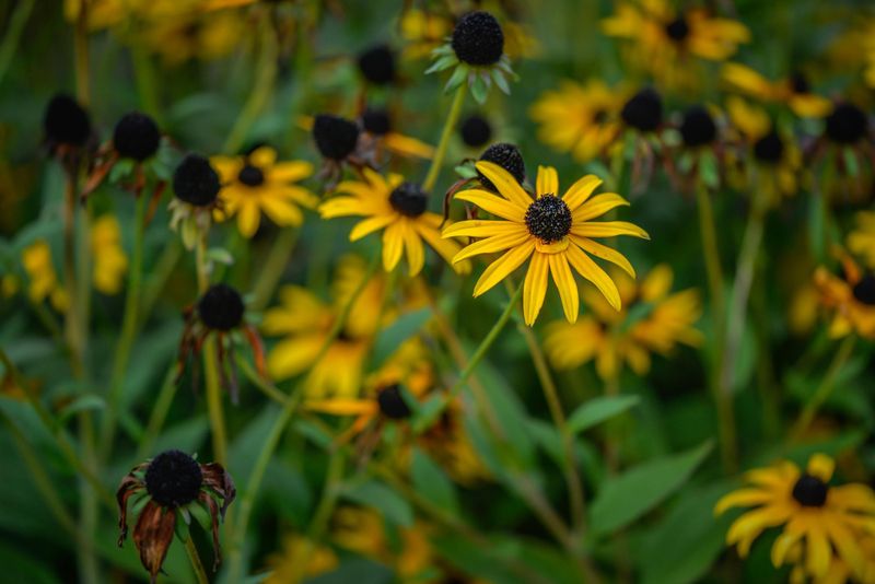 Black-Eyed Susans