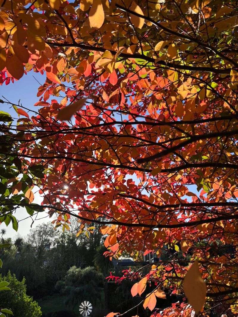 Black Gum Is A Fall-Color Standout