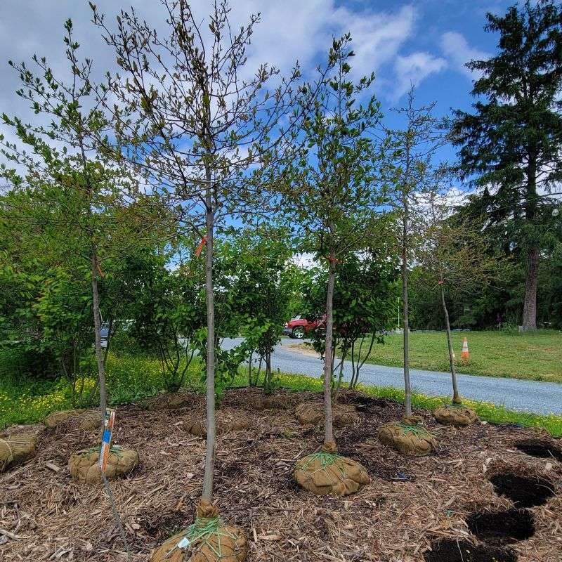 Black Gum Rewards Gardeners Who Plant It Early Black Gum Rewards Gardeners Who Plant It Early