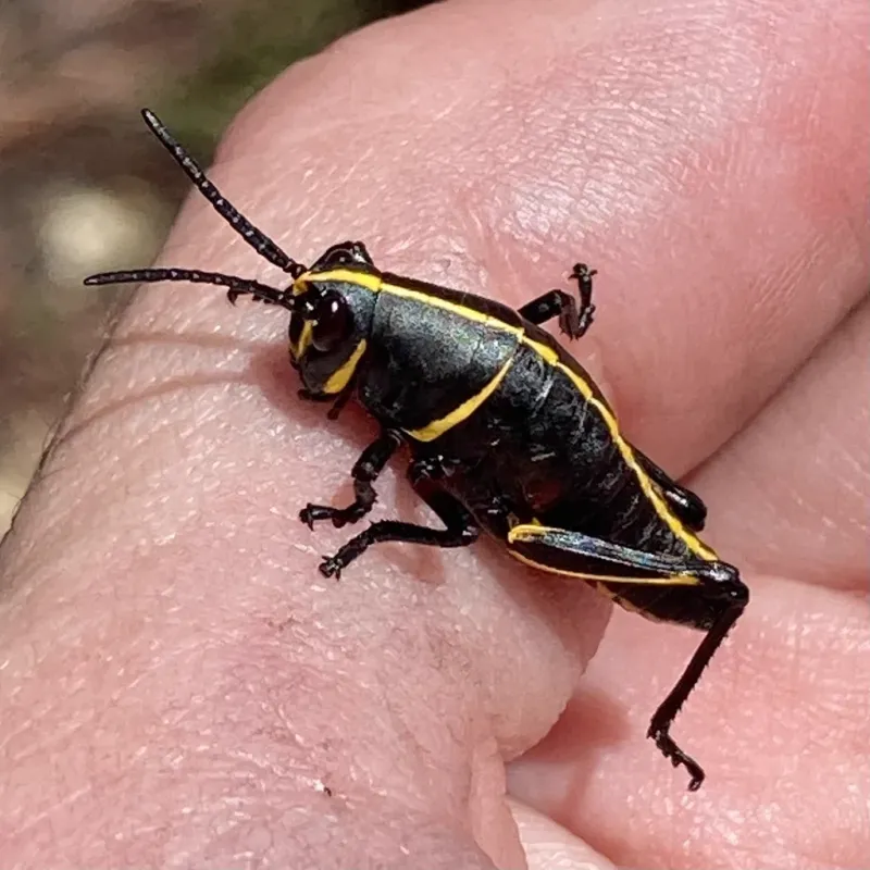 Black Nymph Clusters Signal The Best Time To Act
