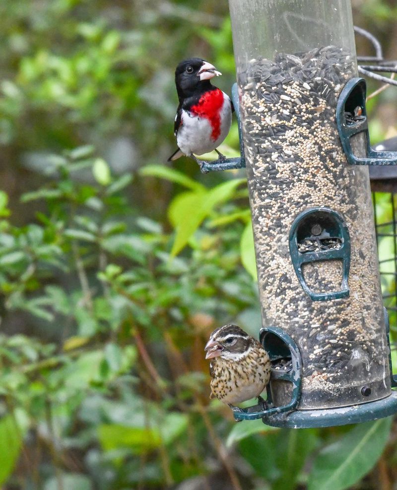 Black Oil Sunflower Seed Attracts Many Migrating Birds Black Oil Sunflower Seed Attracts Many Migrating Birds
