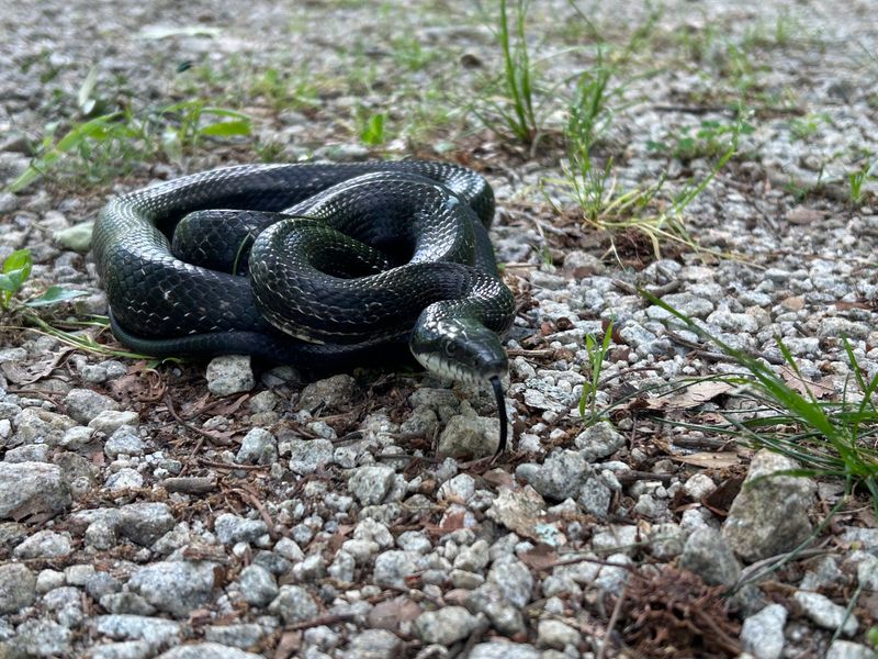 Black Rat Snakes Are Powerful Rodent Hunters