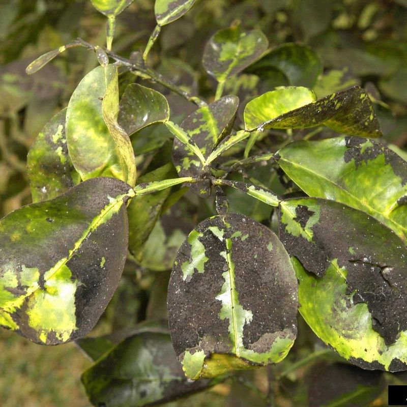 Black Sooty Mold Can Follow Soon After Black Sooty Mold Can Follow Soon After