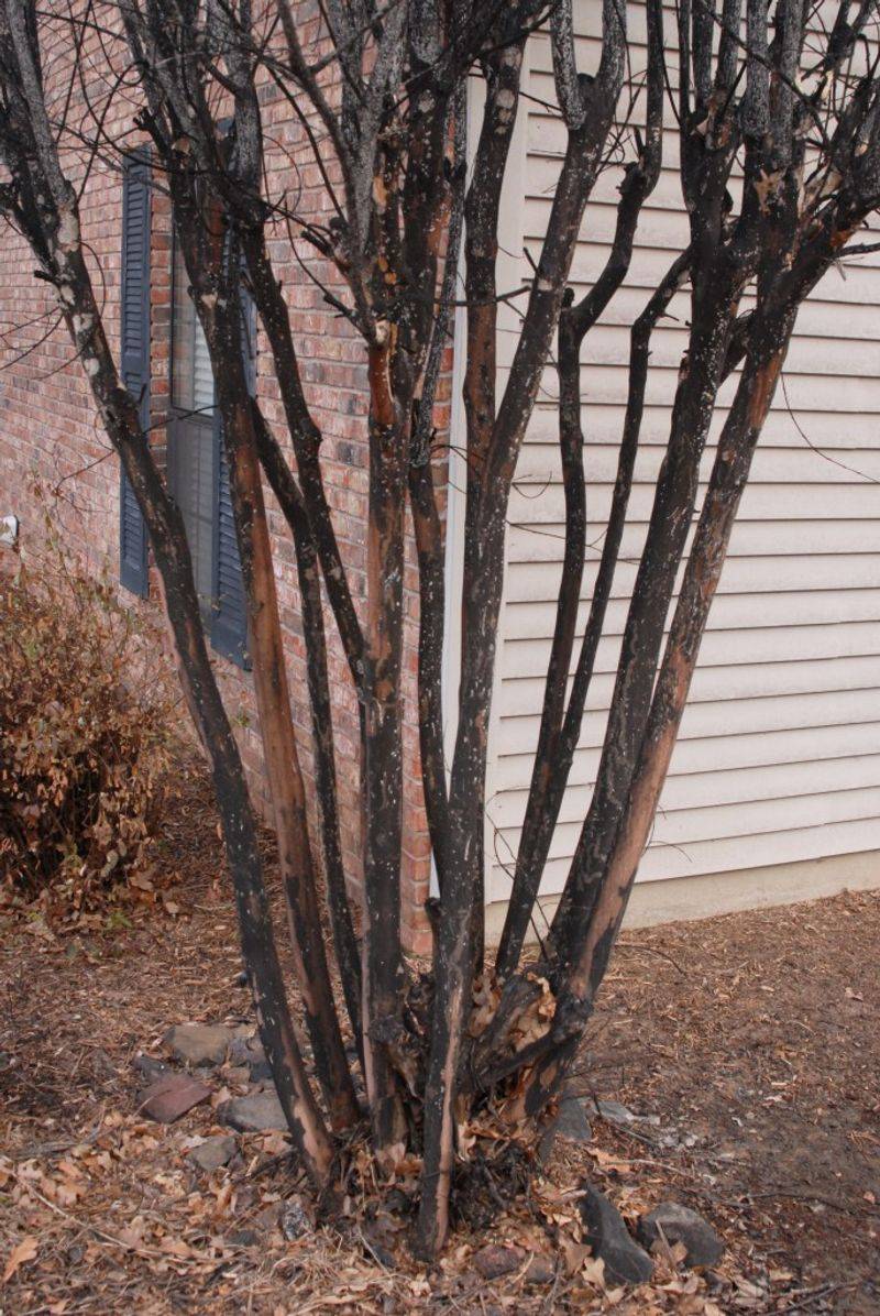 Black Sooty Mold Can Reveal A Bigger Bark Scale Problem Black Sooty Mold Can Reveal A Bigger Bark Scale Problem