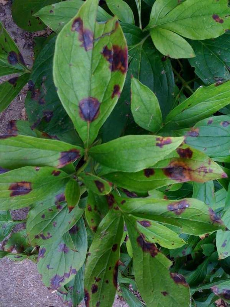 Black Sunken Stems Can Signal Phytophthora