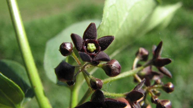 Black Swallowwort Cannot Be Sold Or Spread Black Swallowwort Cannot Be Sold Or Spread