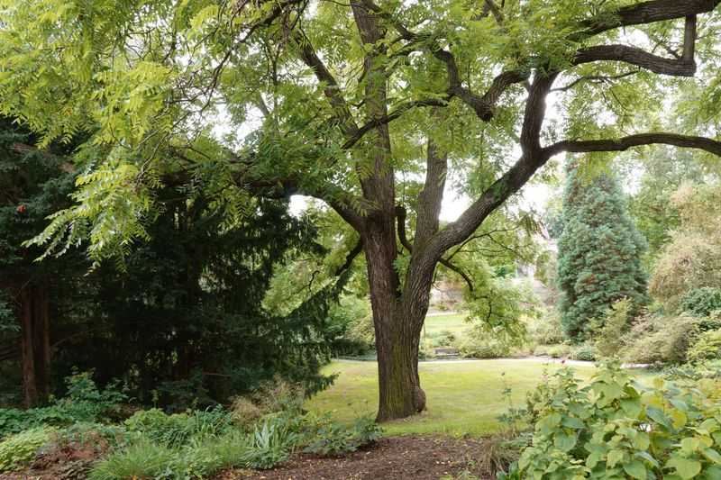 Black Walnut Roots Make This A Tougher Planting Spot