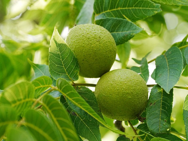 Black Walnut Black Walnut
