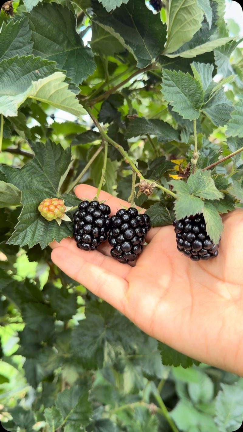 Blackberries Blackberries