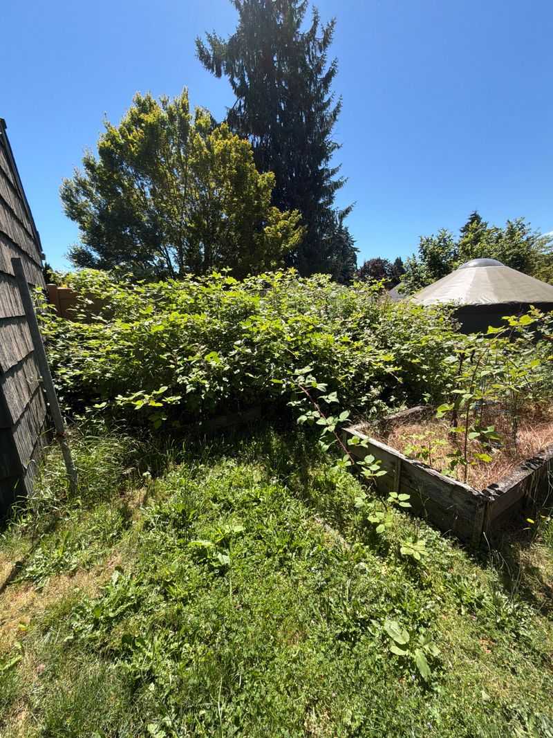Blackberry Canes Build Up More Fire Fuel Than You Think