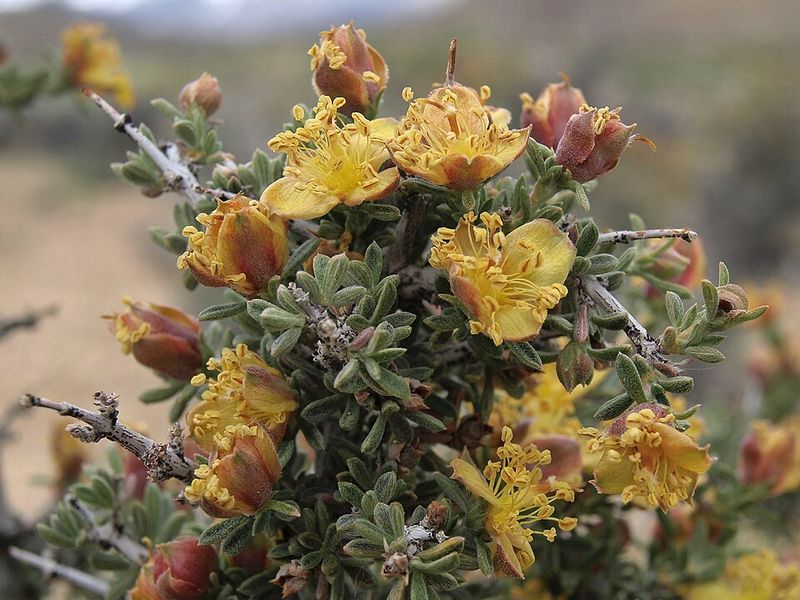 Blackbrush Blackbrush